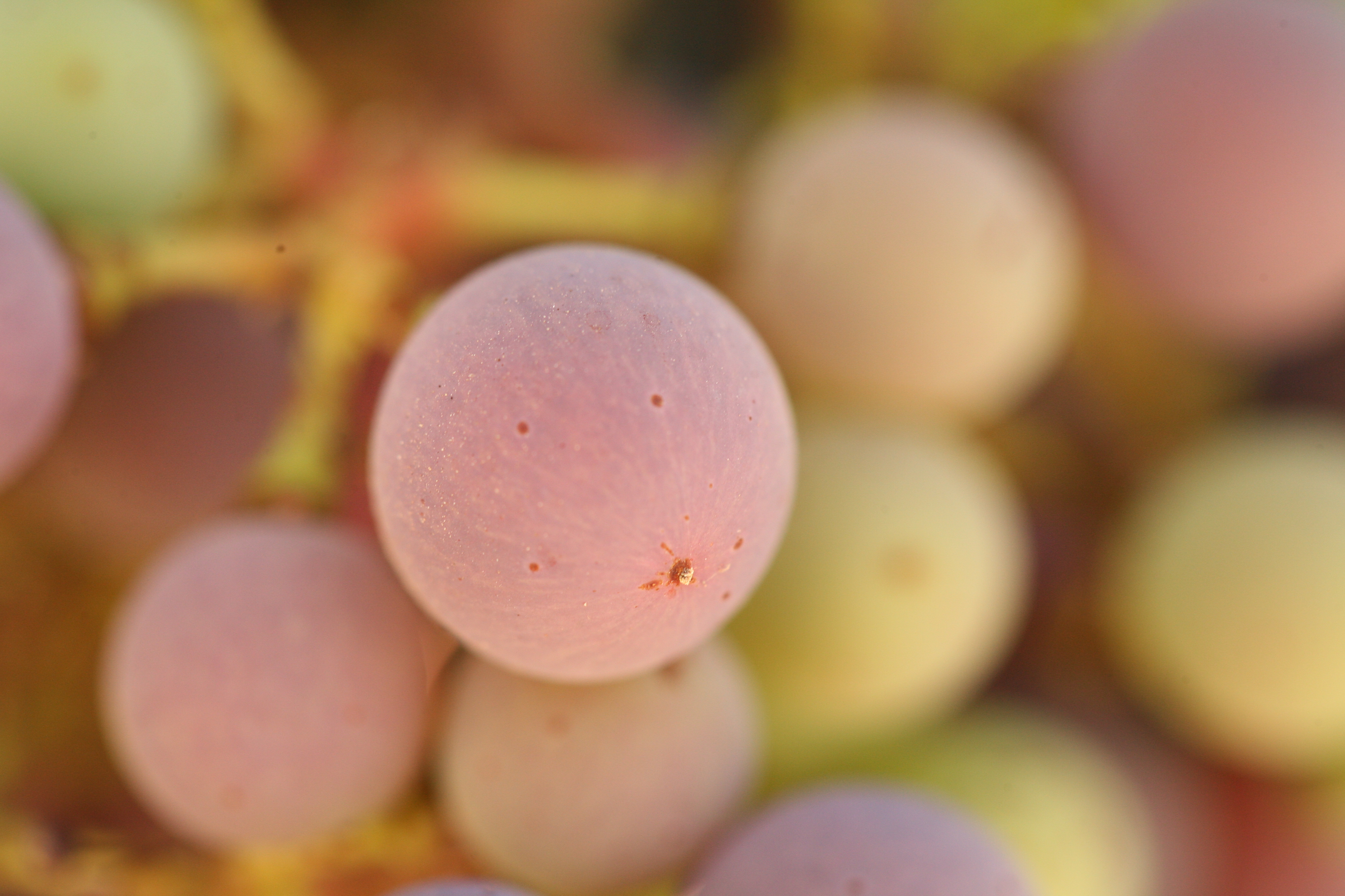 Image Week 1 Answer Grapes 