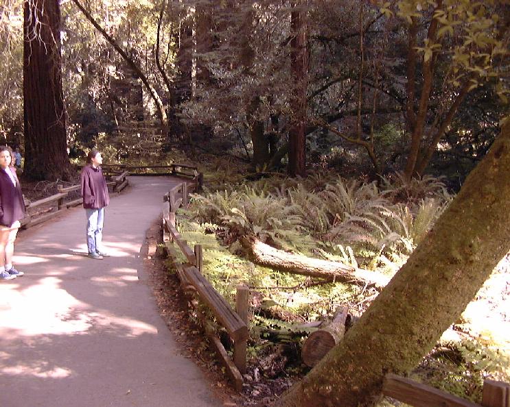 Admiring some of the enormous ferns.