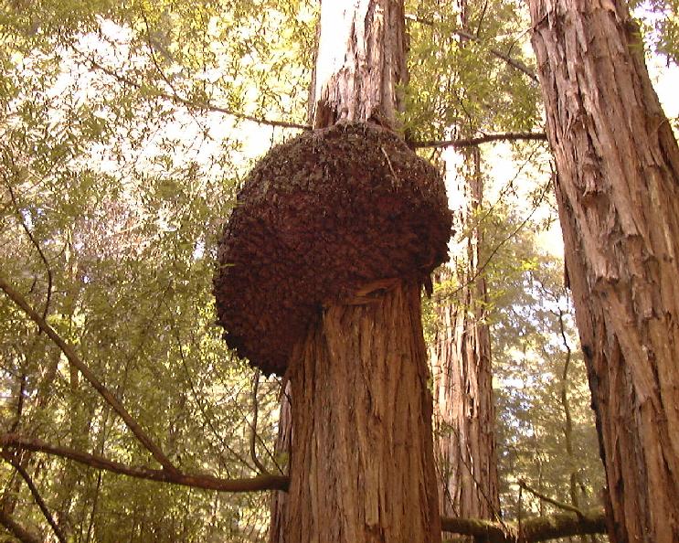 Huge burl, these are basically tree scabs.