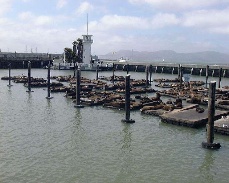 Sea Lions!
