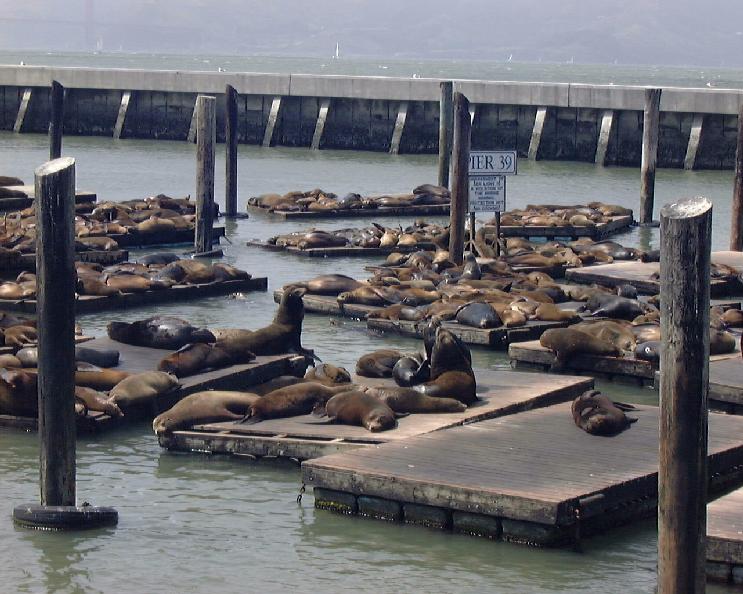 Sea Lions! Are so cute.