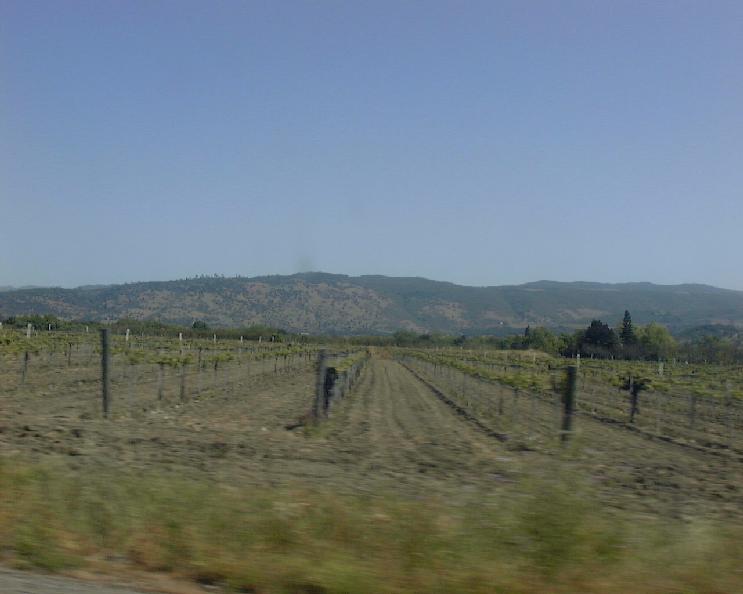 Out in Napa Valley.