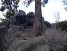 Neat Tree Roots