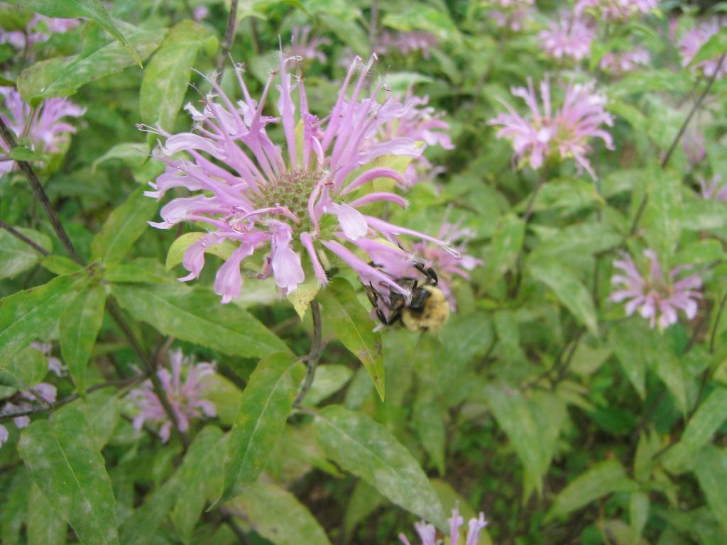 A huge fat bumblebe on our Bee Balm