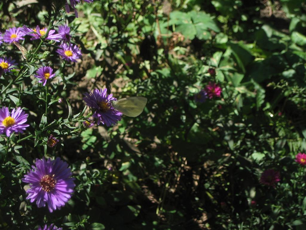 Moth on my Aster