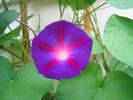 A flower on our morning glory vine.