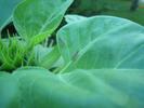 Saw these weird bugs on my sunflower this morning. They kept running away