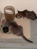 Kitties get along.
