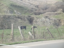 Cows%21