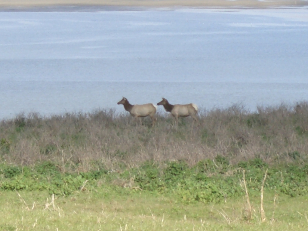 Even More More Elk