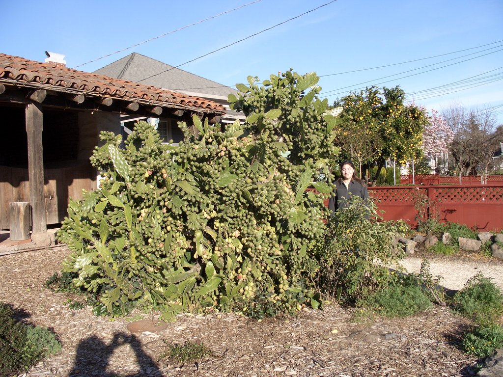 Huge cactus.