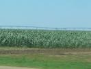Texas corn